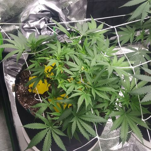 Green Cush growlog timeline photo
