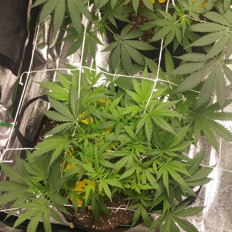 Green Cush growlog timeline photo