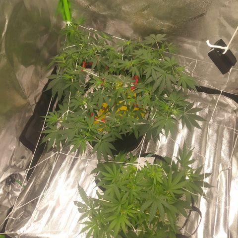 Pineapple Express growlog timeline photo