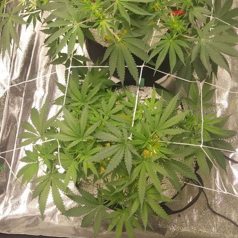 Green Cush growlog timeline photo