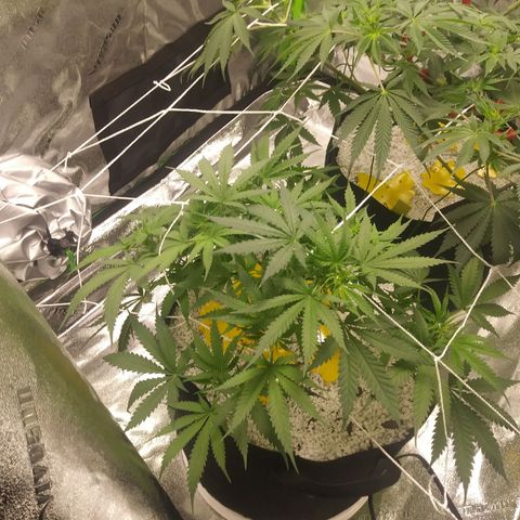 Green Cush growlog timeline photo