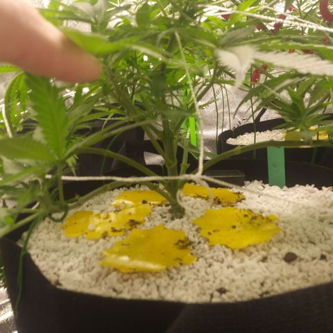 Green Cush growlog timeline photo