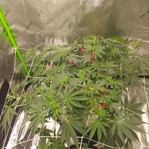 Pineapple Express growlog timeline photo