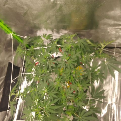 Pineapple Express growlog timeline photo