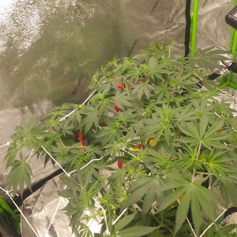Pineapple Express growlog timeline photo