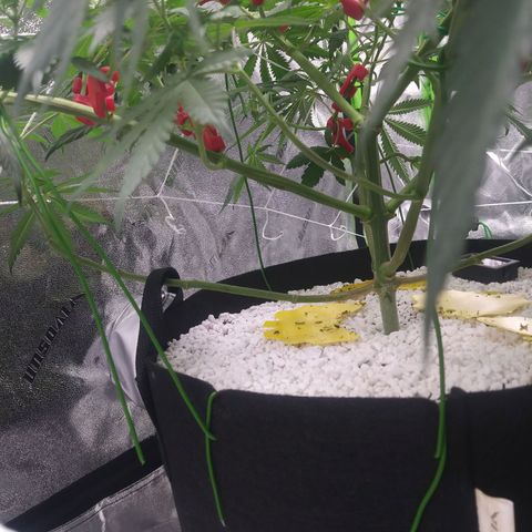 Pineapple Express growlog timeline photo