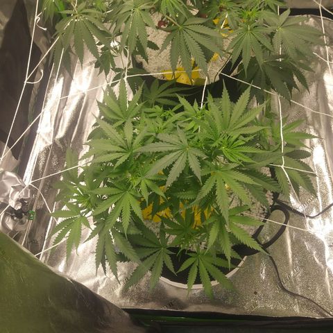 Green Cush growlog timeline photo