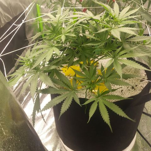 Green Cush growlog timeline photo