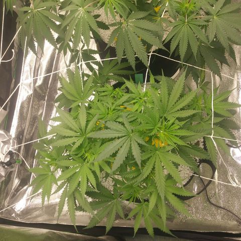 Green Cush growlog timeline photo