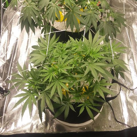 Green Cush growlog timeline photo