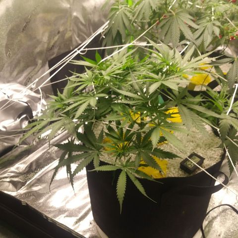 Green Cush growlog timeline photo