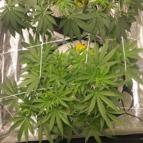 Green Cush growlog timeline photo