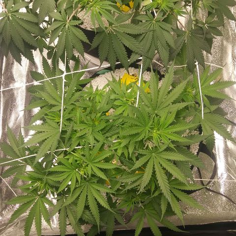 Green Cush growlog timeline photo