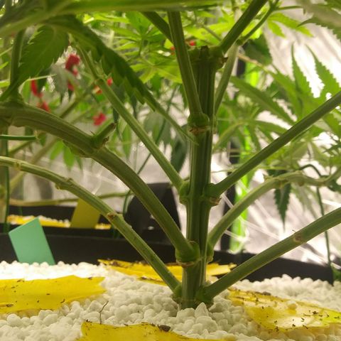 Green Cush growlog timeline photo