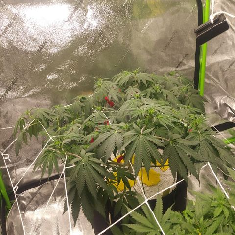 Pineapple Express growlog timeline photo