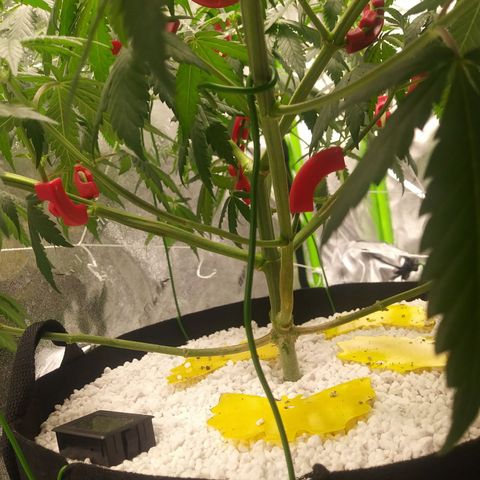 Pineapple Express growlog timeline photo