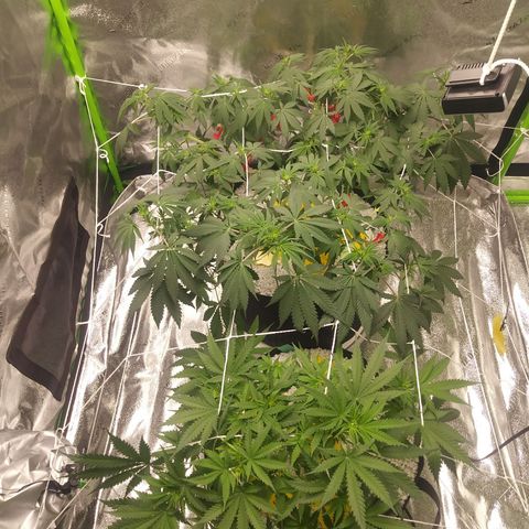 Pineapple Express growlog timeline photo