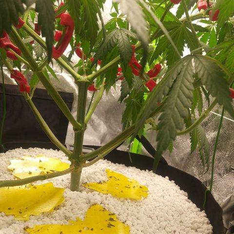 Pineapple Express growlog timeline photo