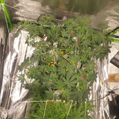 Pineapple Express growlog timeline photo