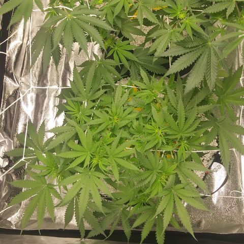 Green Cush growlog timeline photo