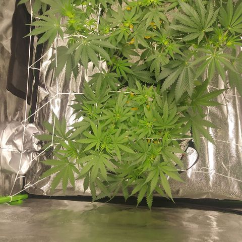 Green Cush growlog timeline photo