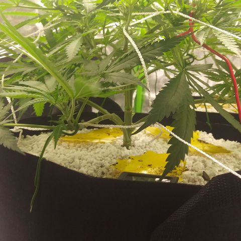 Green Cush growlog timeline photo