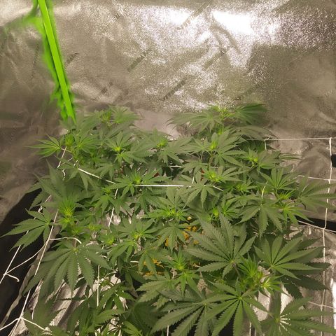 Pineapple Express growlog timeline photo