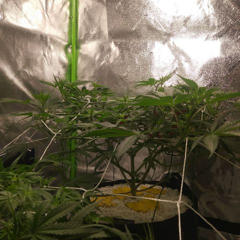 Pineapple Express growlog timeline photo