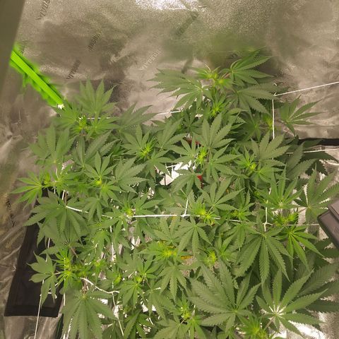 Pineapple Express growlog timeline photo