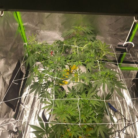 Pineapple Express growlog photo: Before and After Light Defoliation