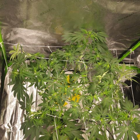 Pineapple Express growlog photo: Before and After Light Defoliation