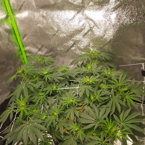 Pineapple Express growlog photo: Before and After Light Defoliation