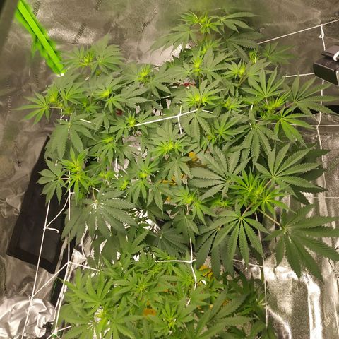 Pineapple Express growlog photo: Before and After Light Defoliation
