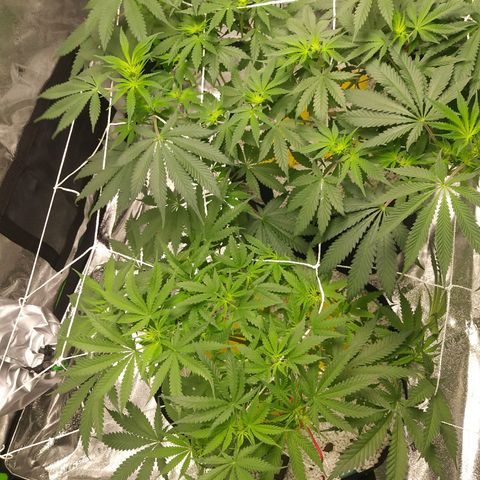 Green Cush growlog timeline photo