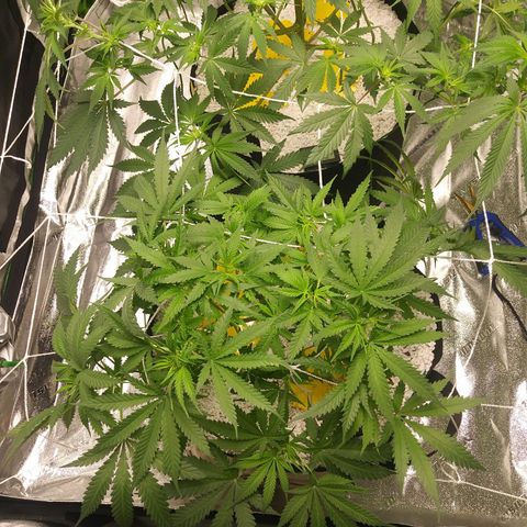 Green Cush growlog timeline photo