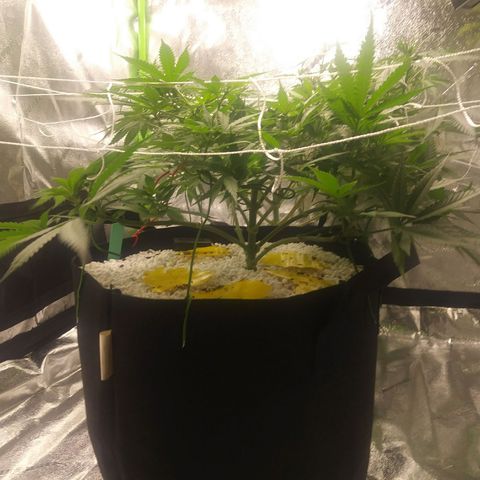 Green Cush growlog timeline photo