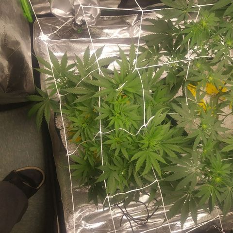 Green Cush growlog timeline photo