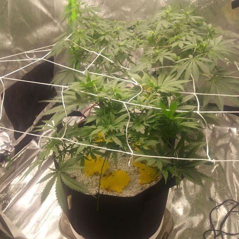 Green Cush growlog timeline photo