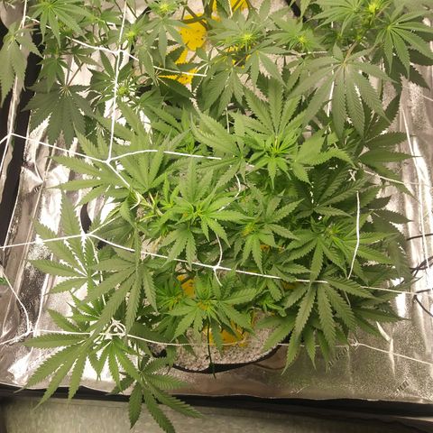 Green Cush growlog timeline photo