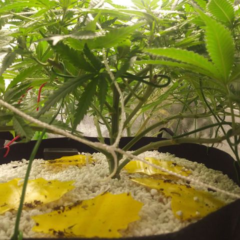 Green Cush growlog timeline photo