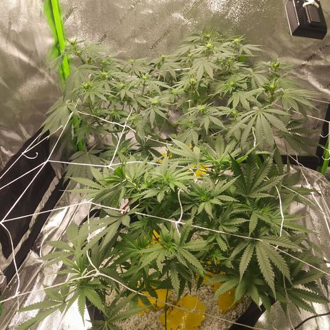 Green Cush growlog timeline photo