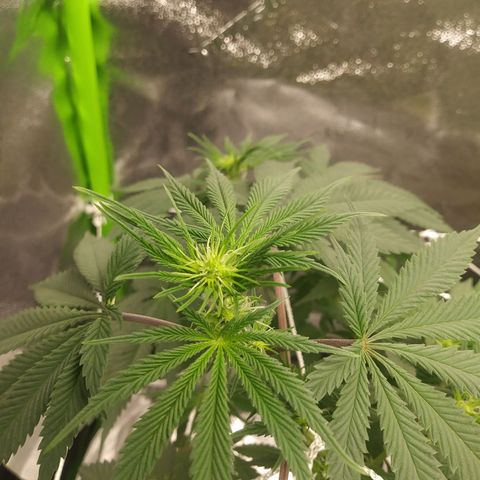 Pineapple Express growlog timeline photo