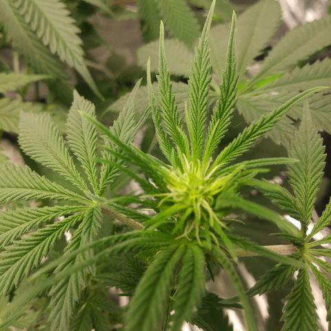 Pineapple Express growlog timeline photo