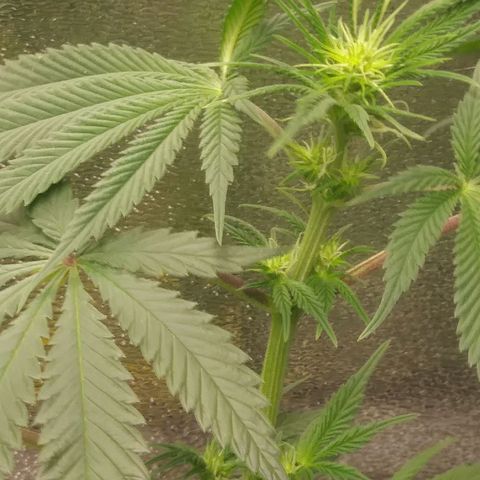 Pineapple Express growlog timeline photo