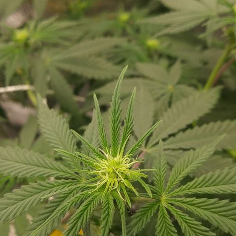 Pineapple Express growlog timeline photo