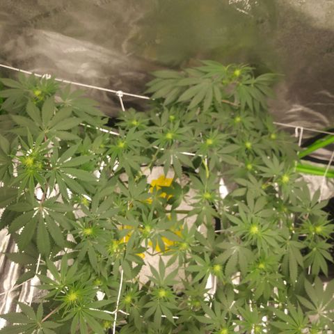Pineapple Express growlog timeline photo