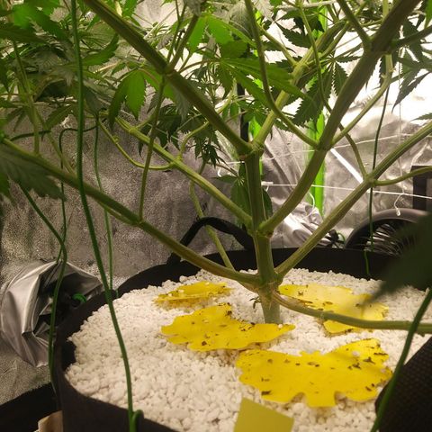 Pineapple Express growlog timeline photo