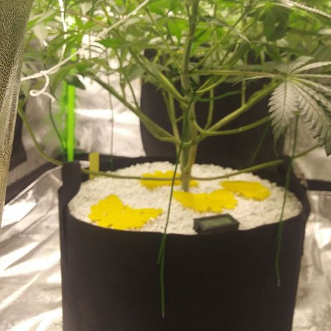 Pineapple Express growlog timeline photo