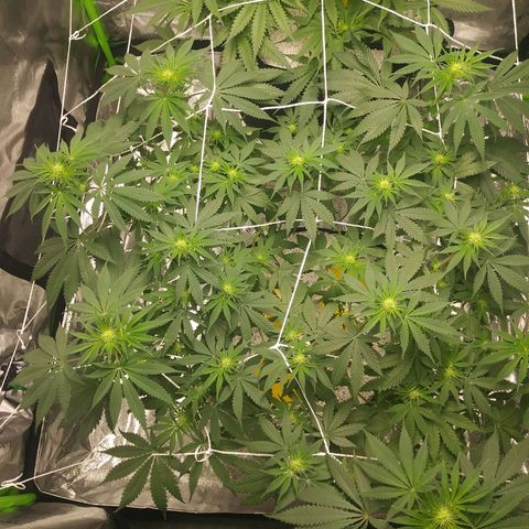 Pineapple Express growlog timeline photo