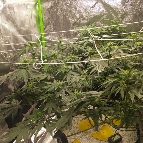 Pineapple Express growlog timeline photo